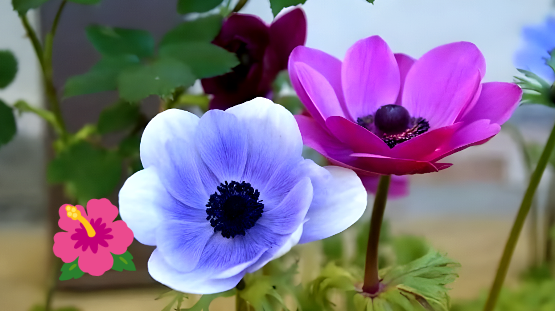 Natale si avvicina: Scopri il segreto per preparare l'anemone alla perfezione!