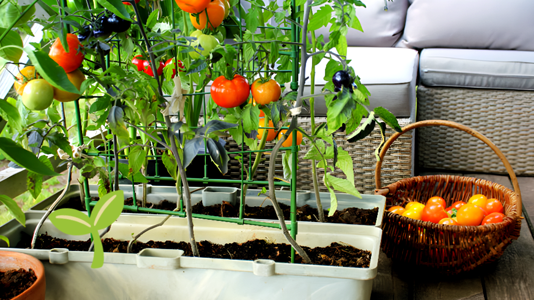 Scopri i segreti per un orto sul balcone rigoglioso: non crederai ai risultati!