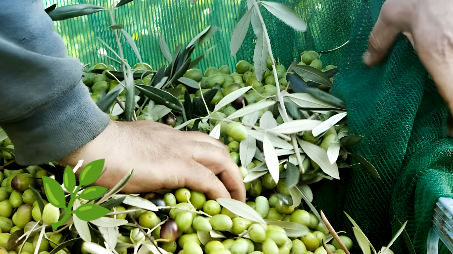 I segreti nascosti dietro la raccolta dei frutti dell'ulivo: scopri i metodi che non ti aspetti